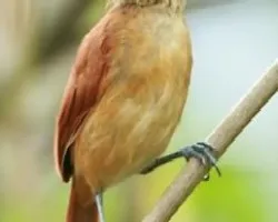 Thamnophilus doliatus