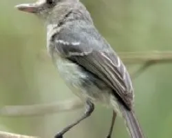 Vireo pallens