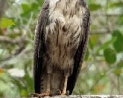 Buteogallus anthracinus