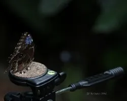 Mariposa