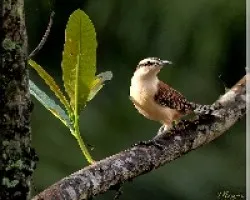 Campylorhynchus rufinucha