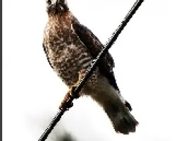 Buteo platypterus