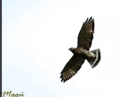 Buteo platypterus