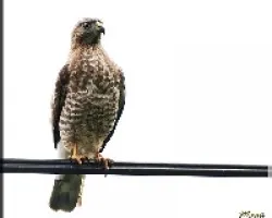 Buteo platypterus