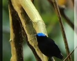 Pipra coronata