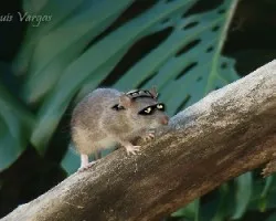 raterin
