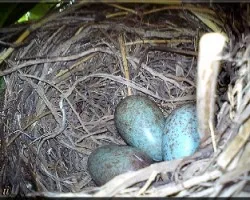 Turdus grayi