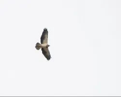 Buteo swainsoni