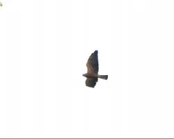 Buteo swainsoni