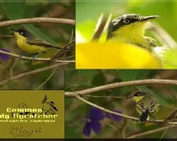 Todirostrum cinereum