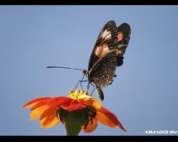 Mariposa