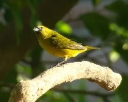 Euphonia affinis
