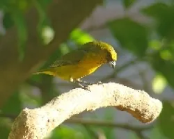 Euphonia affinis