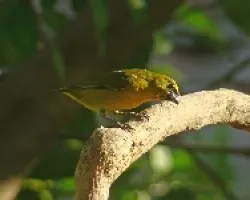 Euphonia affinis