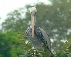 Pelecanus occidentalis