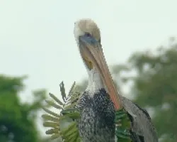 Pelecanus occidentalis