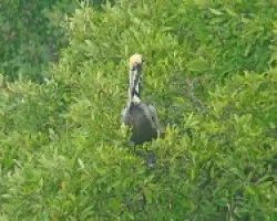 Pelecanus occidentalis