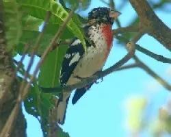 Pheucticus ludovicianus