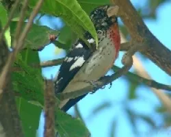 Pheucticus ludovicianus