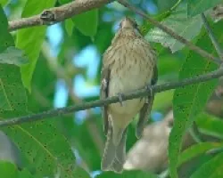 Pheucticus ludovicianus