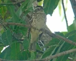 Pheucticus ludovicianus