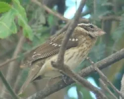 Pheucticus ludovicianus