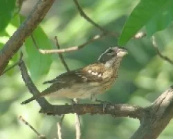 Pheucticus ludovicianus hembra