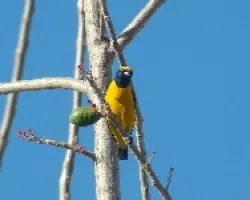 Euphonia Affinis