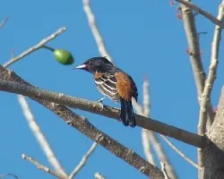 Icterus Spurius