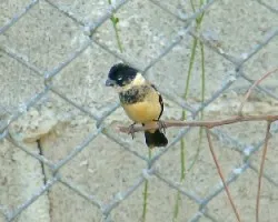 Sporophila torqueola