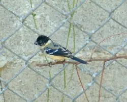 Sporophila torqueola