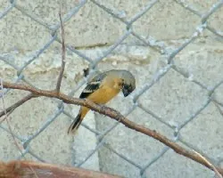 Sporophila torqueola