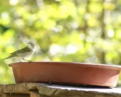 Oreothlypis peregrina