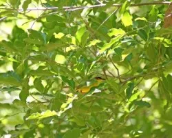 Rufous capped Warbler