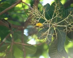 Yellow warbler