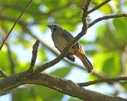 Saltator coerulescens