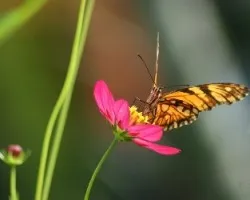 Mariposa
