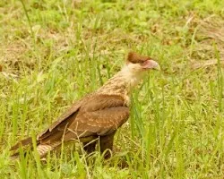 Caracara cheriway