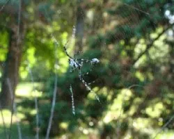 Araña