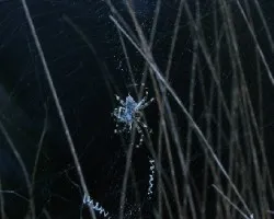 Araña