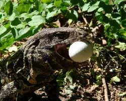 Lagarto