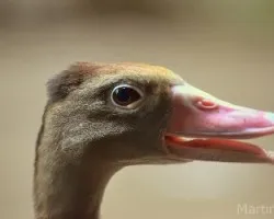 Pato