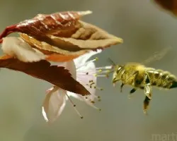 Abeja