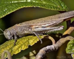 Saltamontes