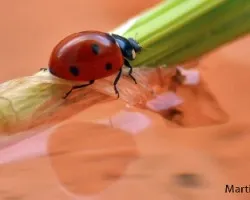 Mariquita