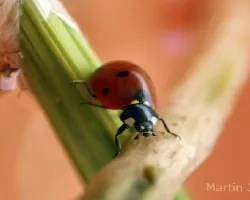 Mariquita