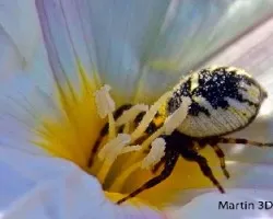 araña