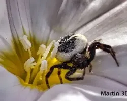araña