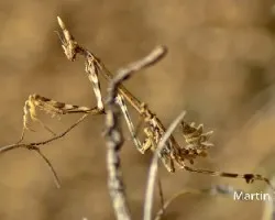 Empusa Pennata