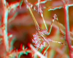 Empusa Pennata